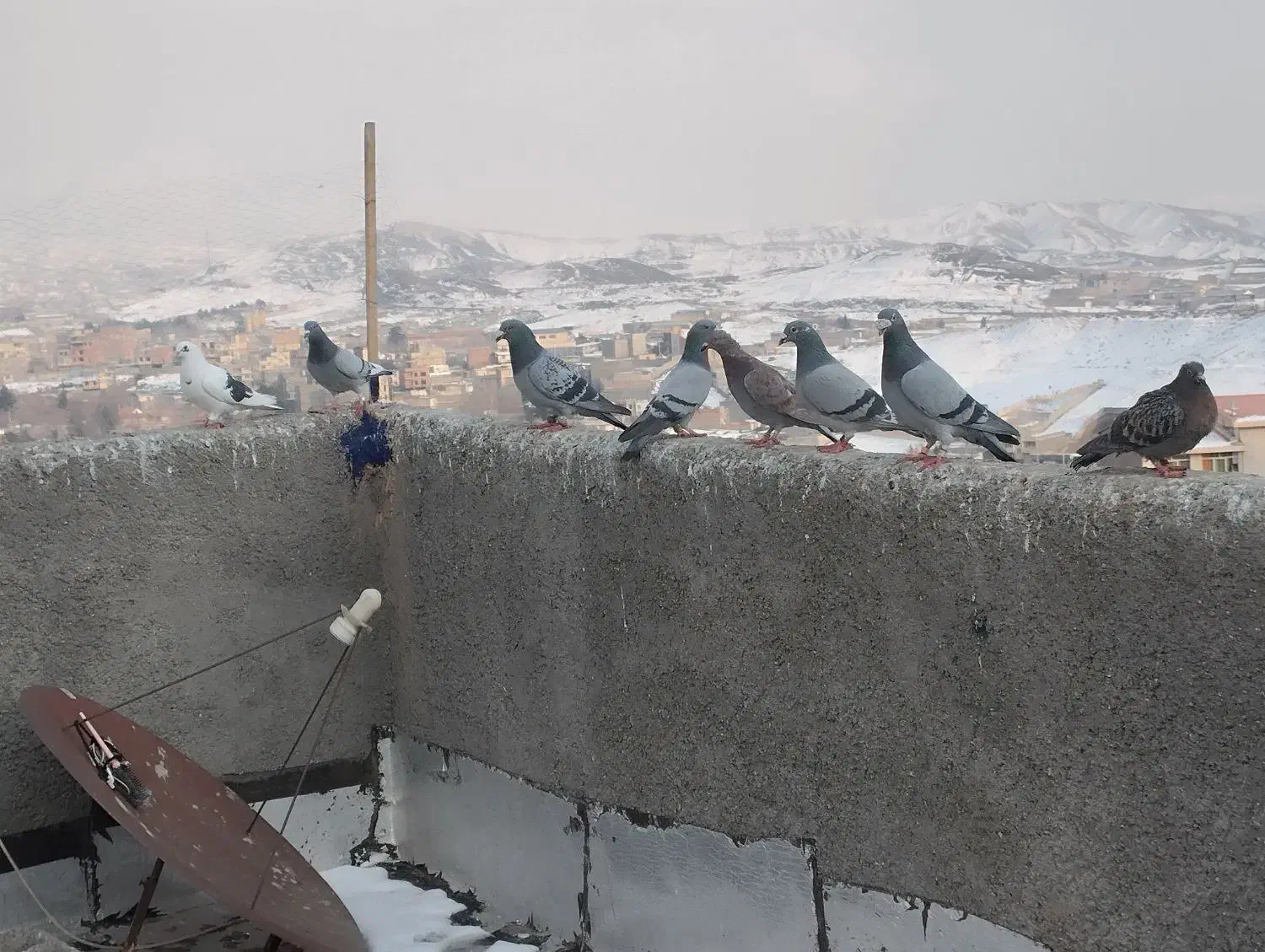 کبوتر شهرستانی پرشی|پرنده|بومهن, |دیوار