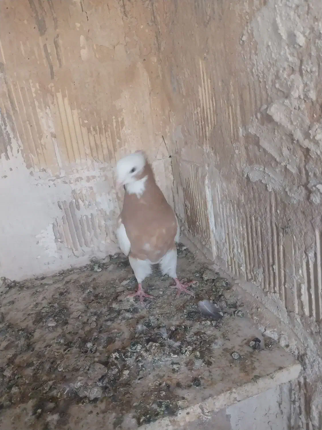 کفتر طوقی کله سینه|پرنده|شیراز, دکتر حسابی|دیوار