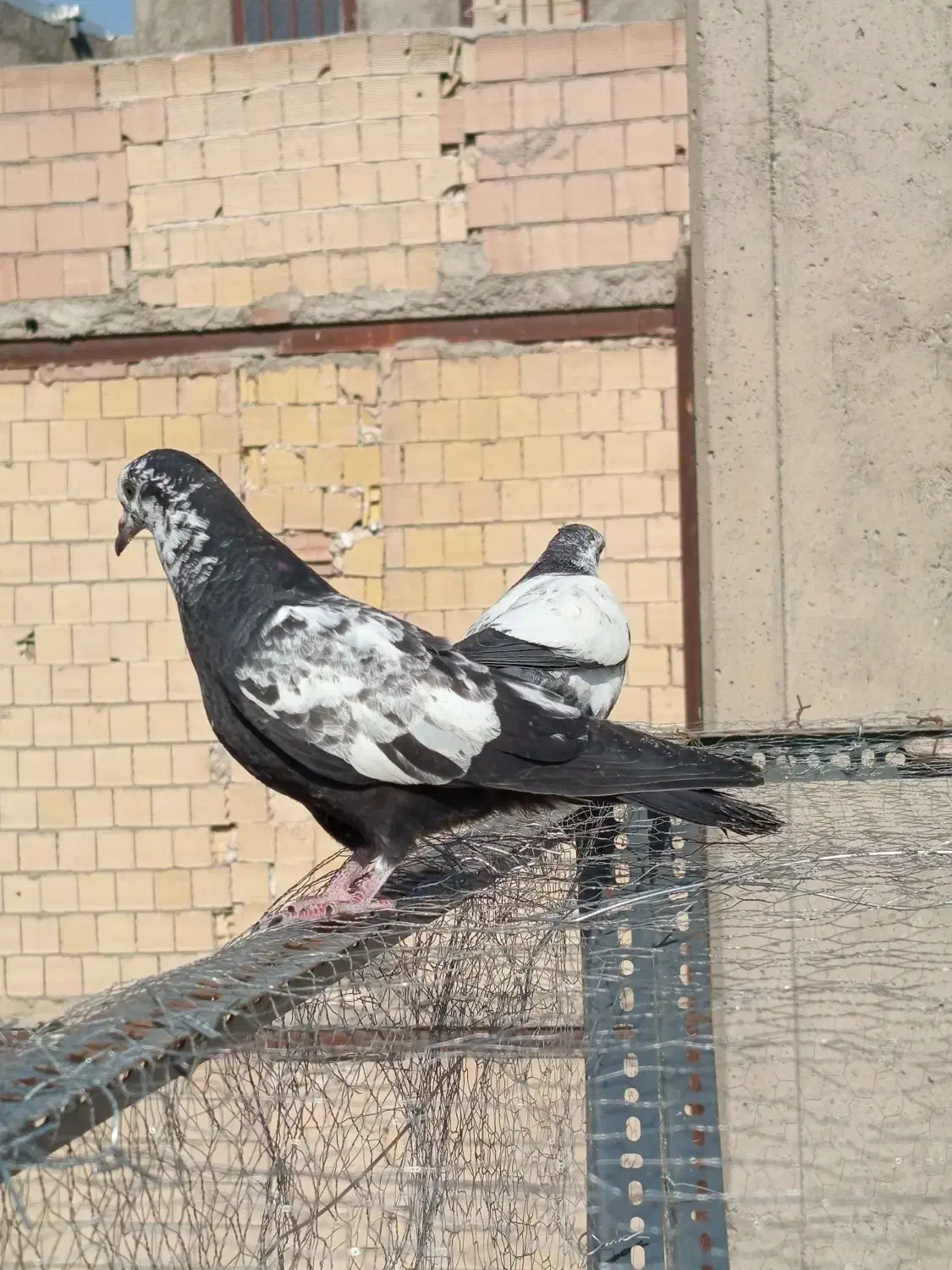 کفتر باخت دادم|حیوانات|نسیم‌شهر, |دیوار