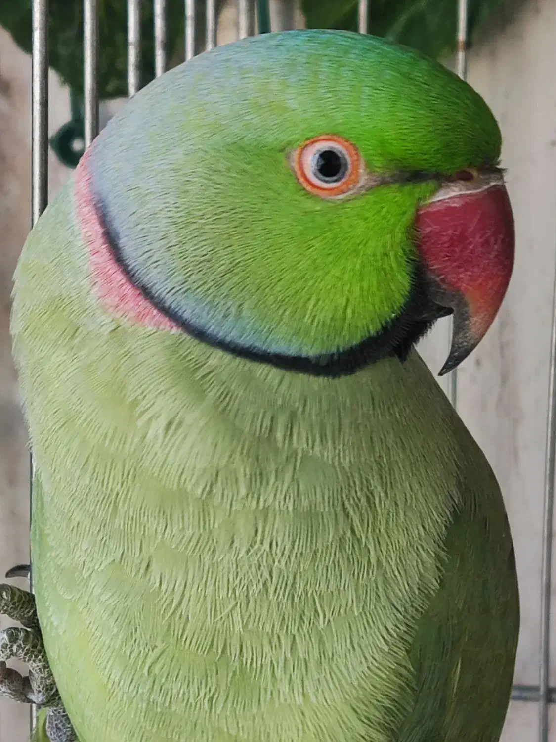 یک جفت ملنگو مولد|پرنده|تبریز, |دیوار