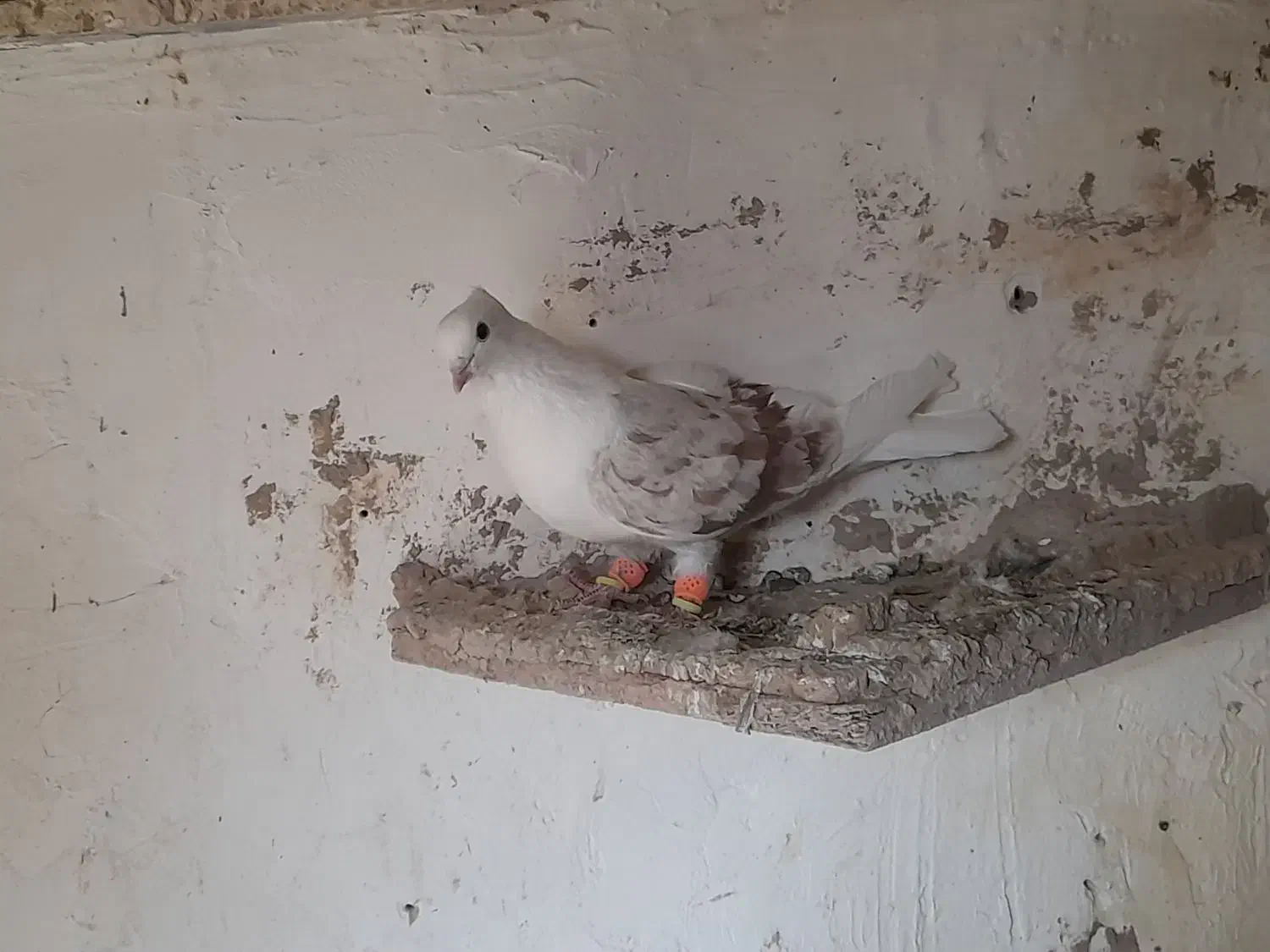 دوکت ماده|پرنده|لاران, |دیوار