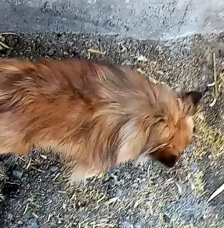 سگ گمشده پاکوتاه|حیوانات|بم, |دیوار