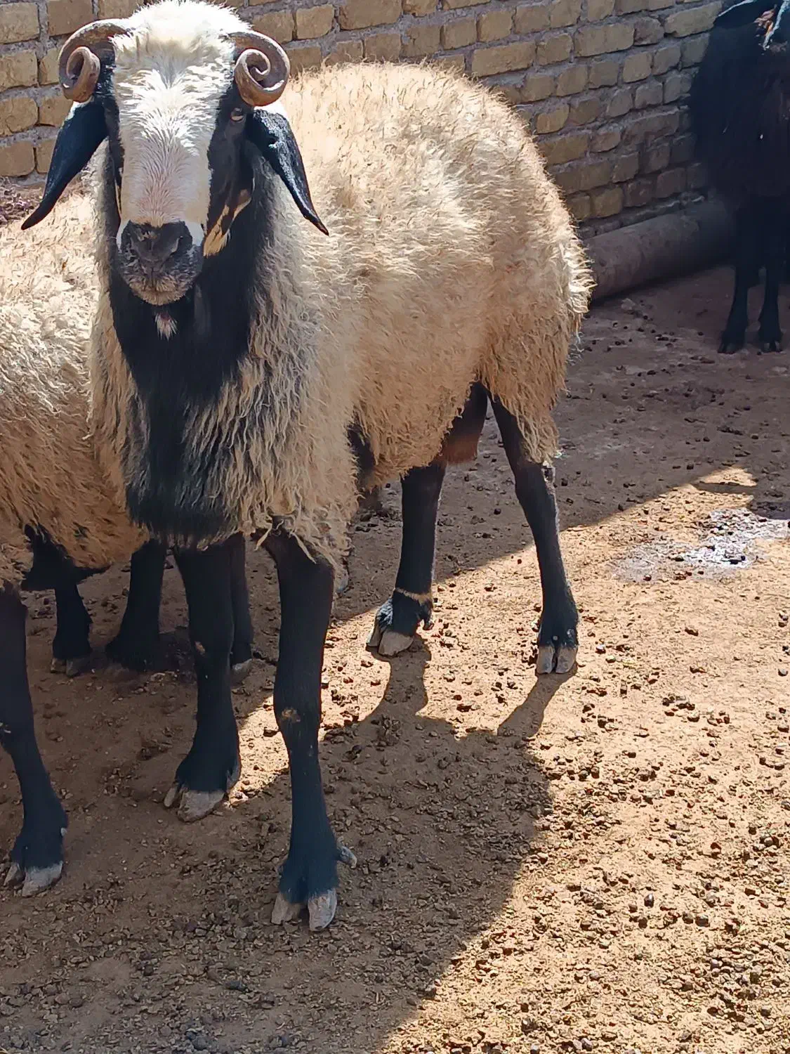 قوچ نژاد دار آماده|حیوانات مزرعه|اقبالیه, |دیوار