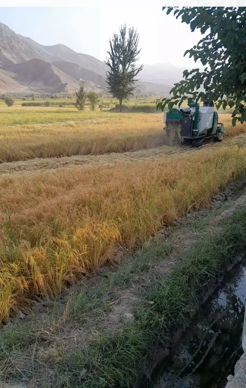 برنج درونگر|خوردنی و آشامیدنی|قوچان, |دیوار