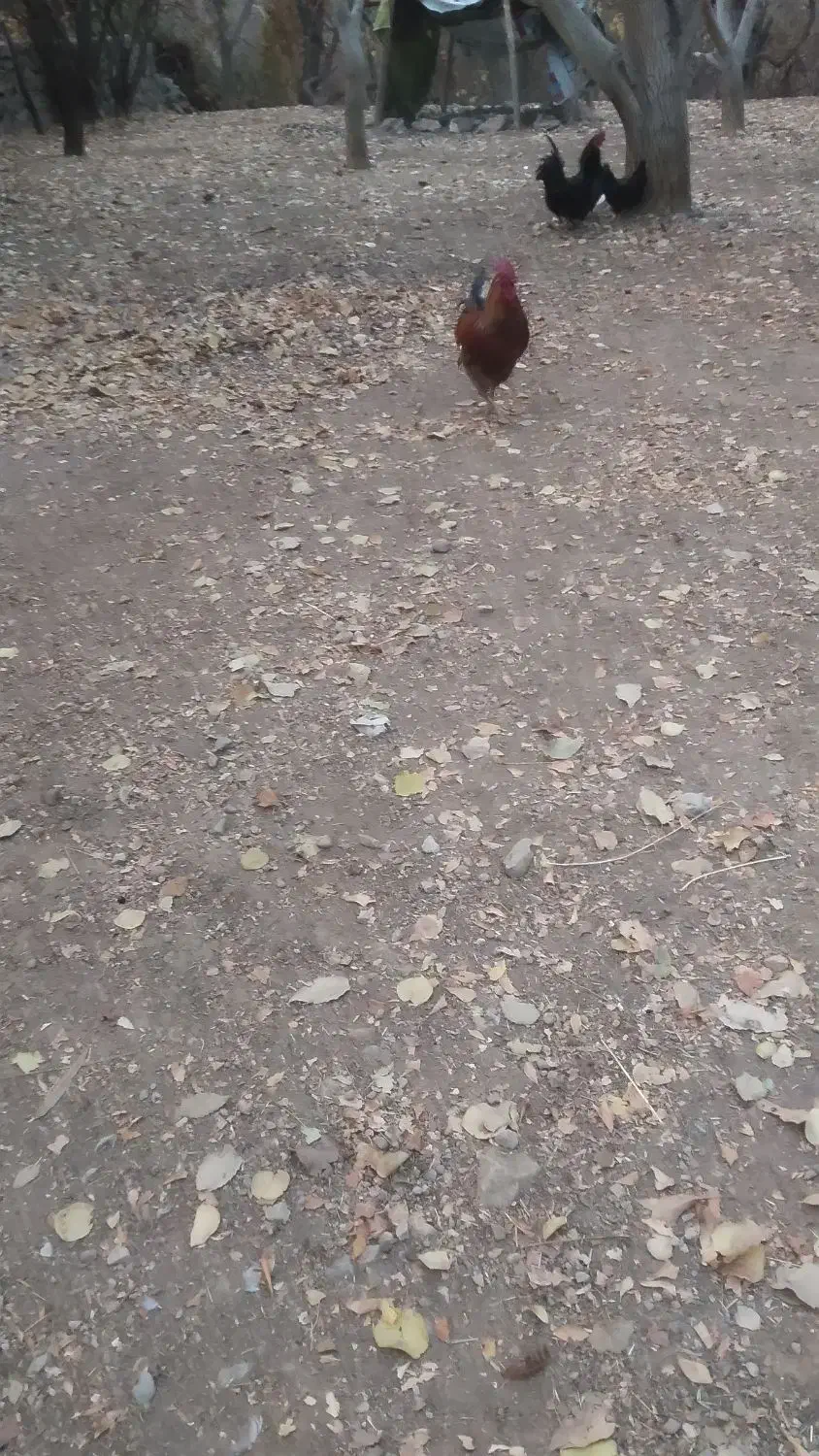 خروس محلی|حیوانات مزرعه|سیسخت, |دیوار