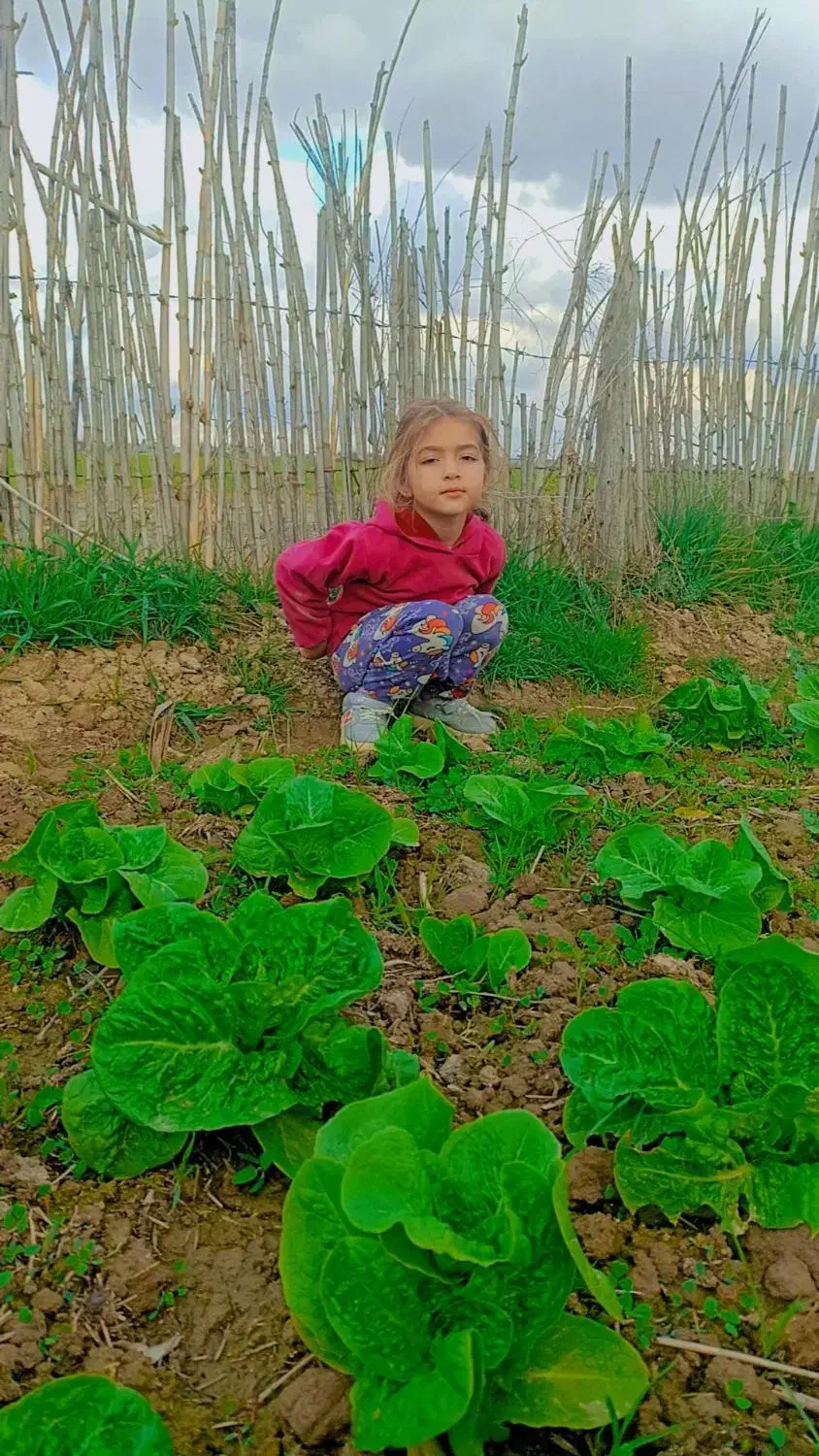 زمین باغی ۵۰۰ متر مربع به فروش میرسد|فروش زمین و ملک کلنگی|سیمین شهر, |دیوار