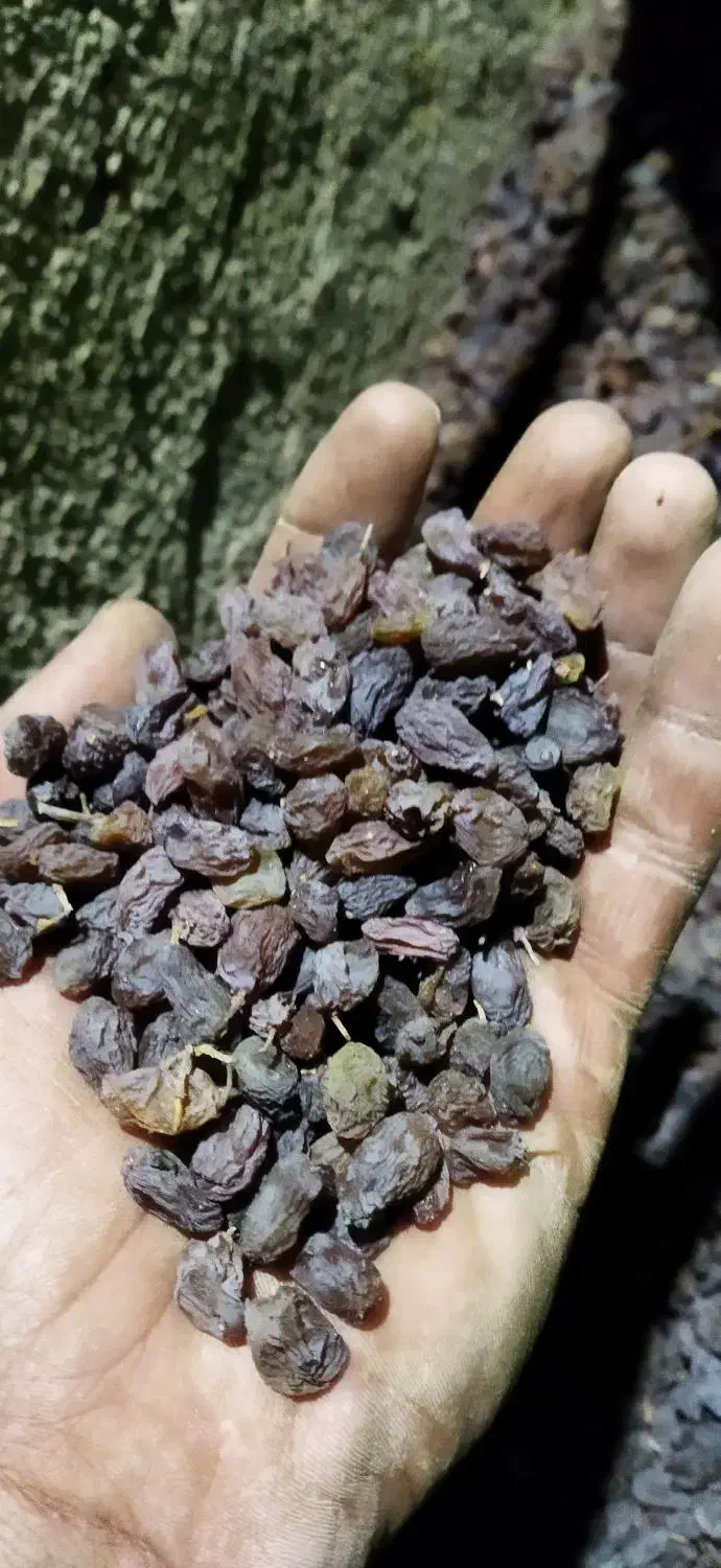 کشمش درجه یک بونات|خوردنی و آشامیدنی|بوانات, |دیوار