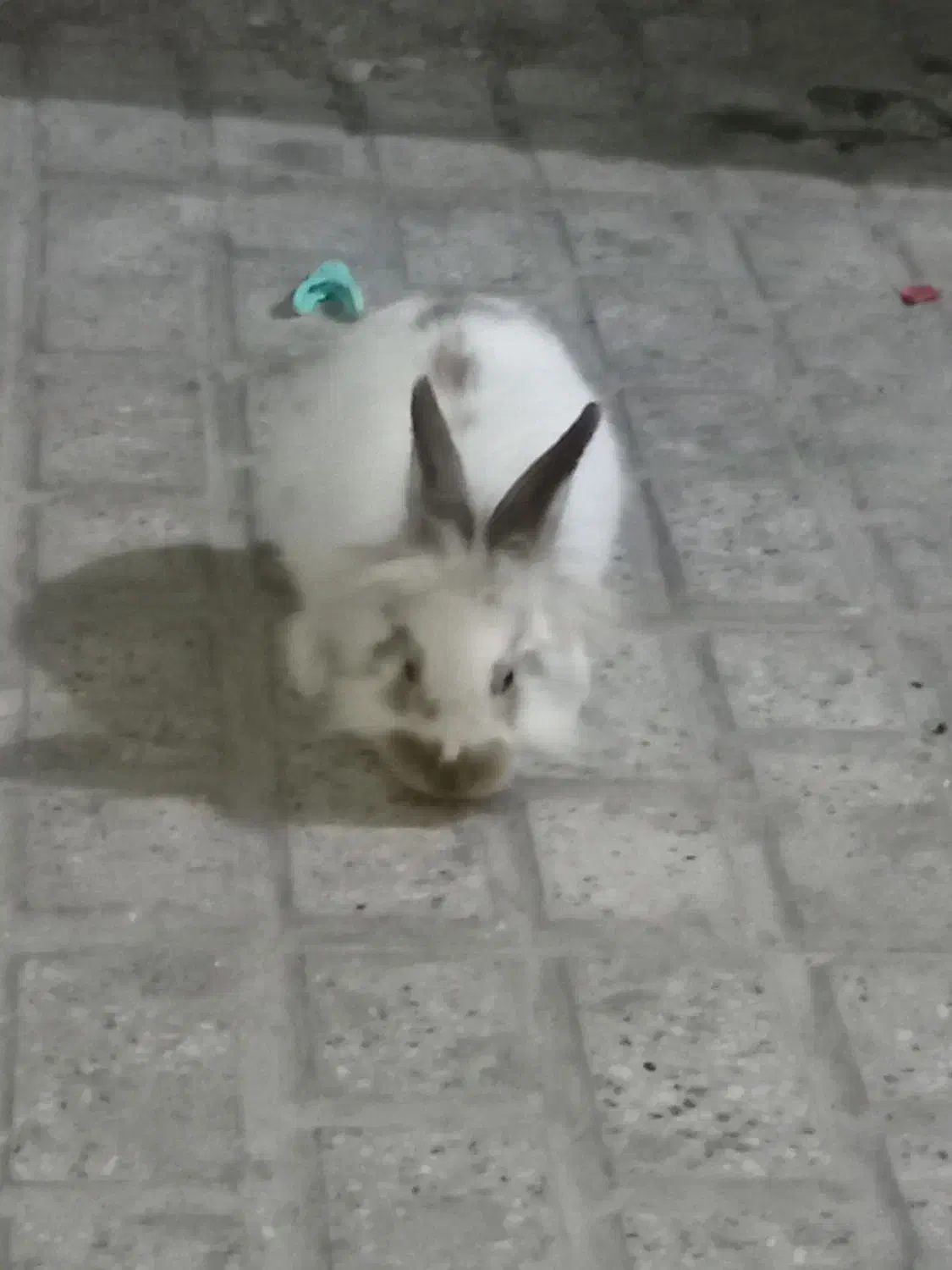 خرگوش لپ نر|موش و خرگوش|مشهد, نظام دوست|دیوار