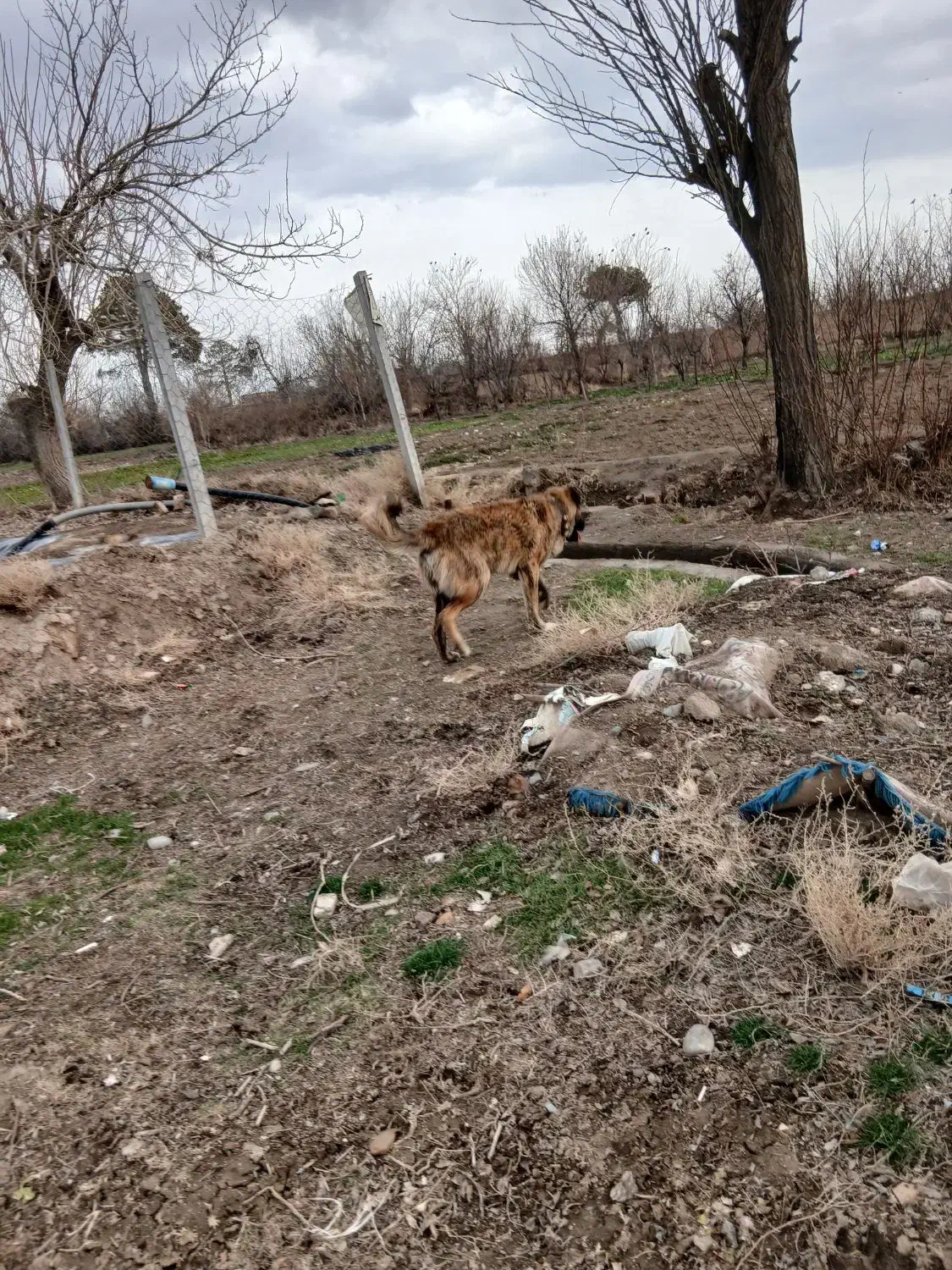 سگ خراسانی|سگ|نیشابور, شهرک رضوی|دیوار