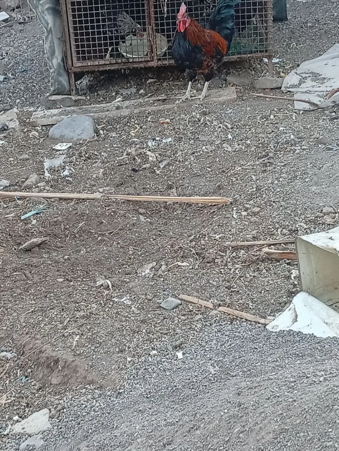 یک عدد خروس به فروش می‌رسد|حیوانات مزرعه|بم, |دیوار