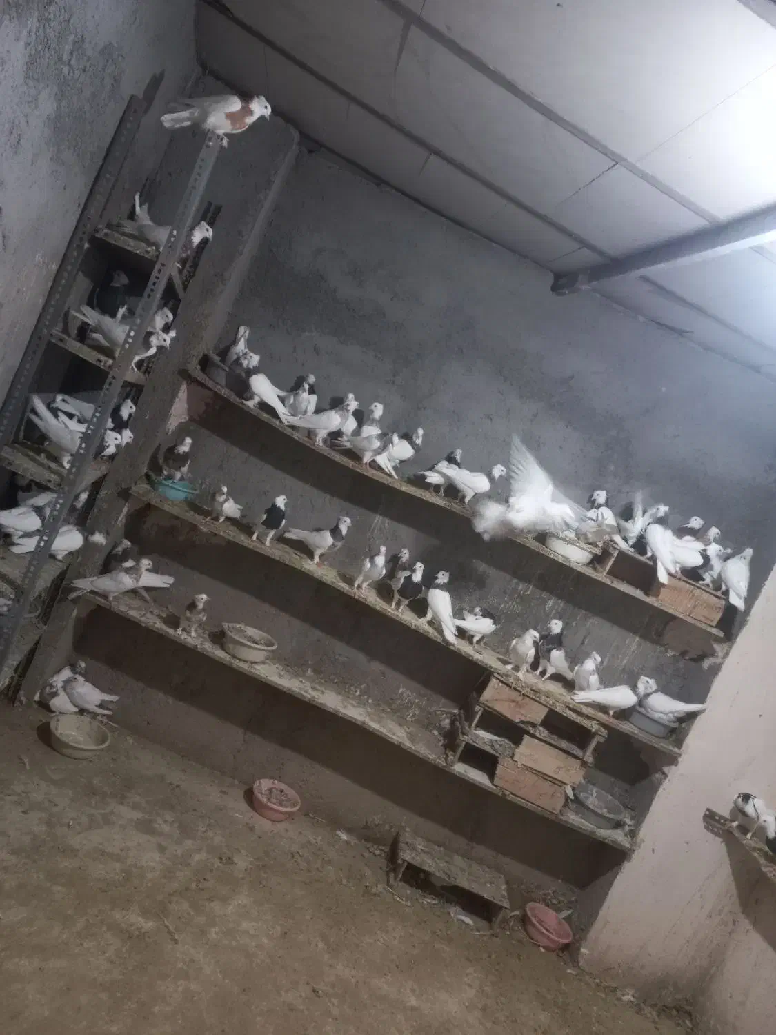 کبوتر|پرنده|گرمه, |دیوار