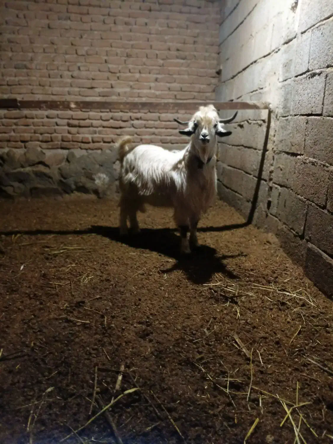 بز‌نر|حیوانات مزرعه|خسروشاه, |دیوار