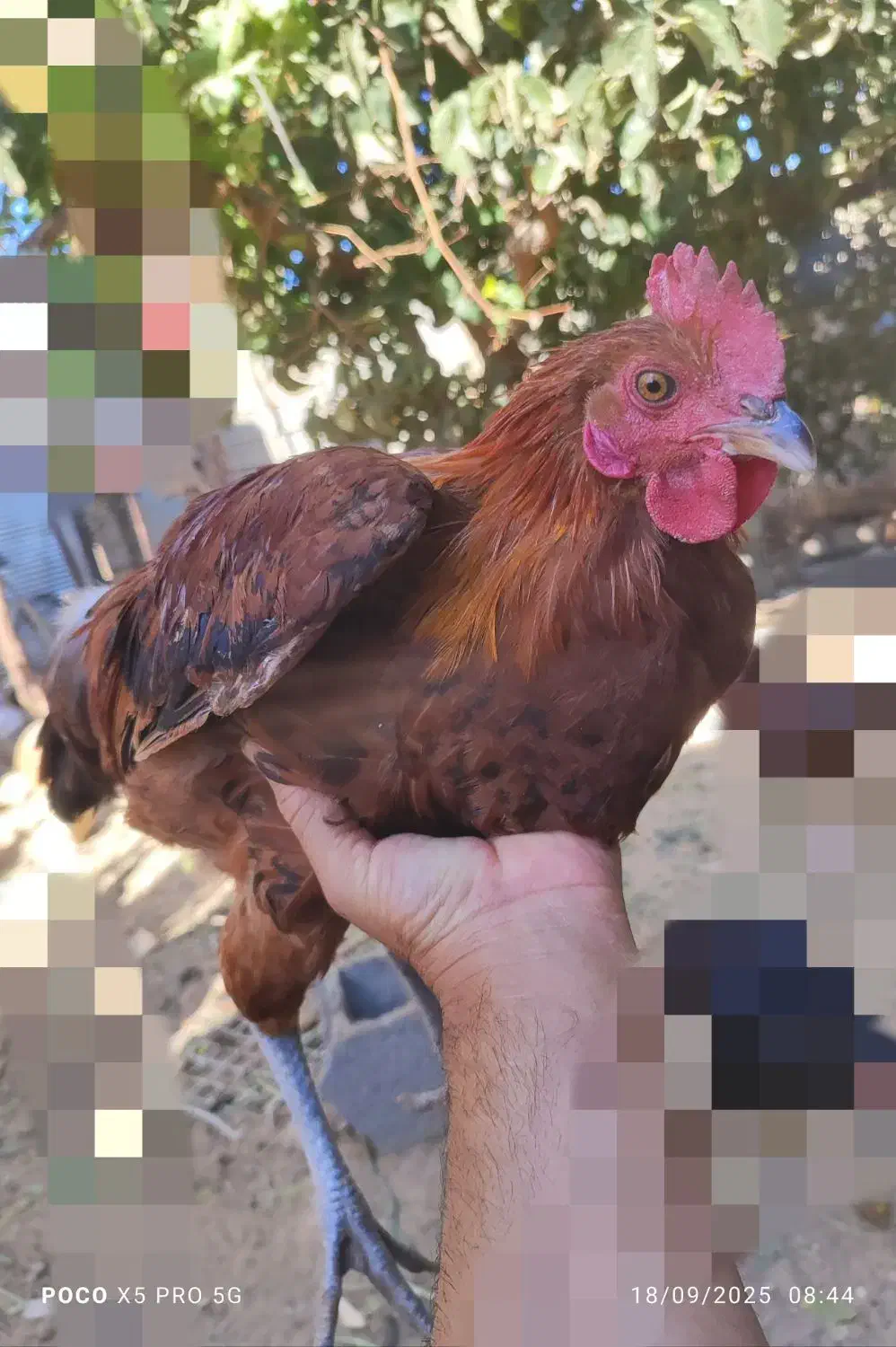 مرغ خروس لاری|حیوانات مزرعه|جغتای, |دیوار