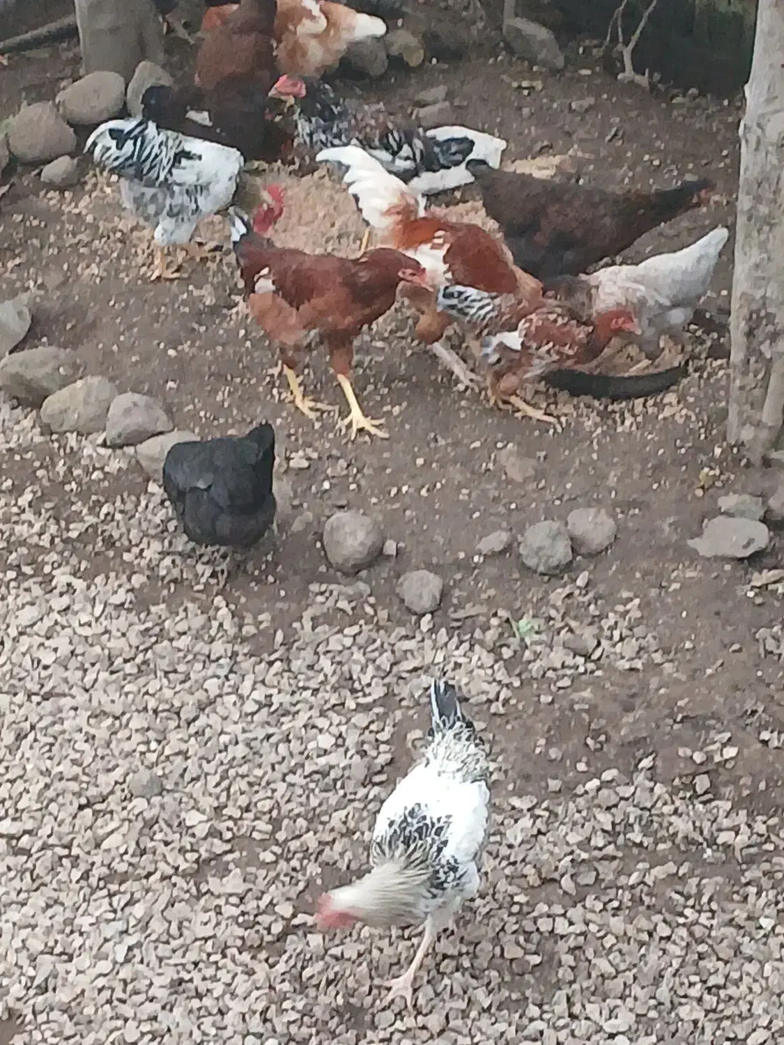 فروش مرغ وخروس ارگانیک محلی|حیوانات مزرعه|چوبر, |دیوار