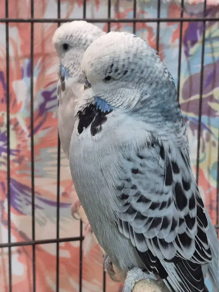 مرغ عشق انگلیسی گریدA|پرنده|دوگنبدان, |دیوار