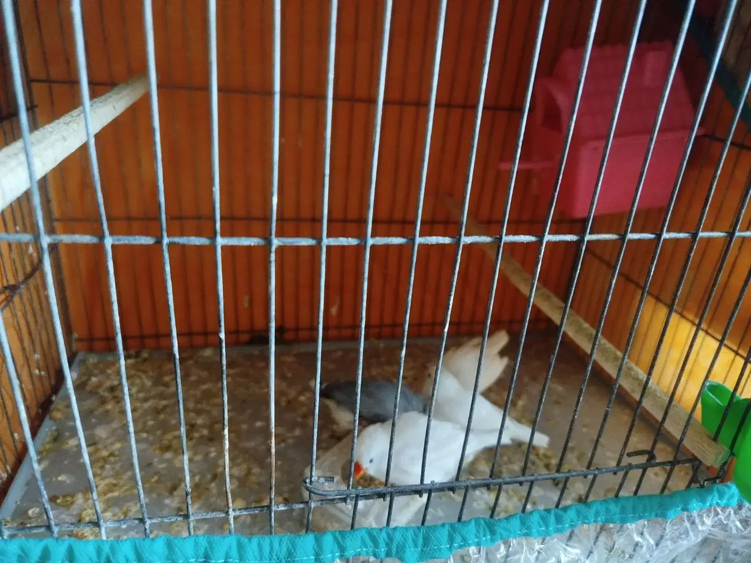 فنج|پرنده|قم, چهار مردان|دیوار