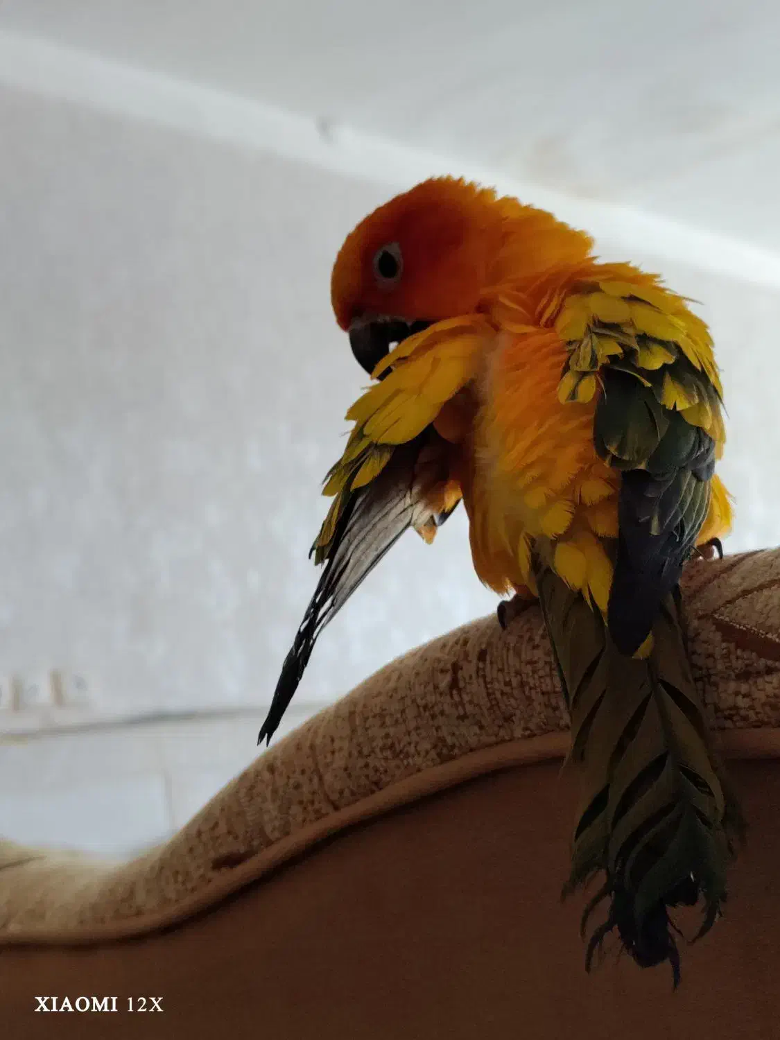 طوطی خورشیدی|پرنده|کرمان, |دیوار