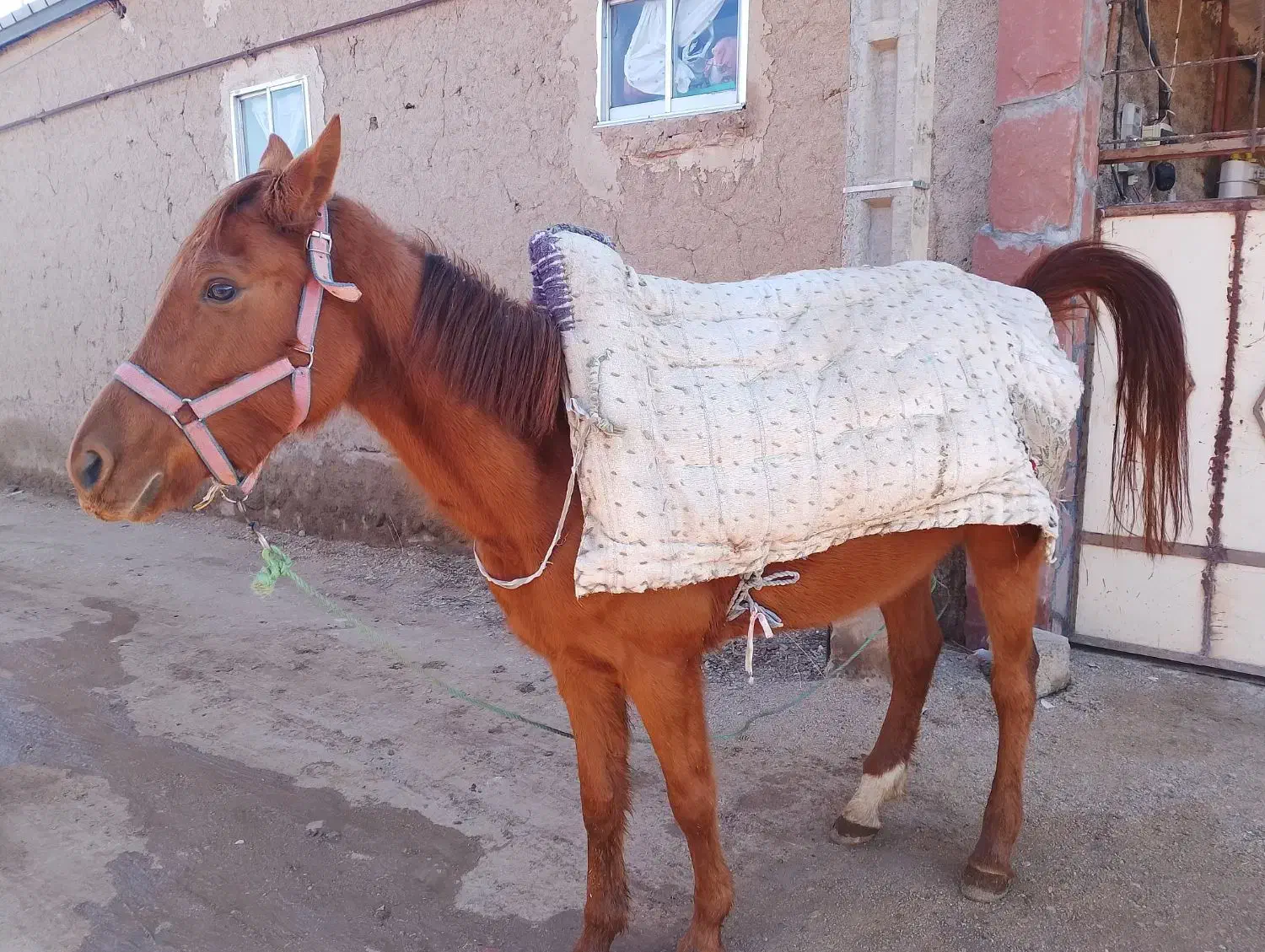 اسب مادیان|اسب و تجهیزات اسب‌سواری|بجنورد, |دیوار