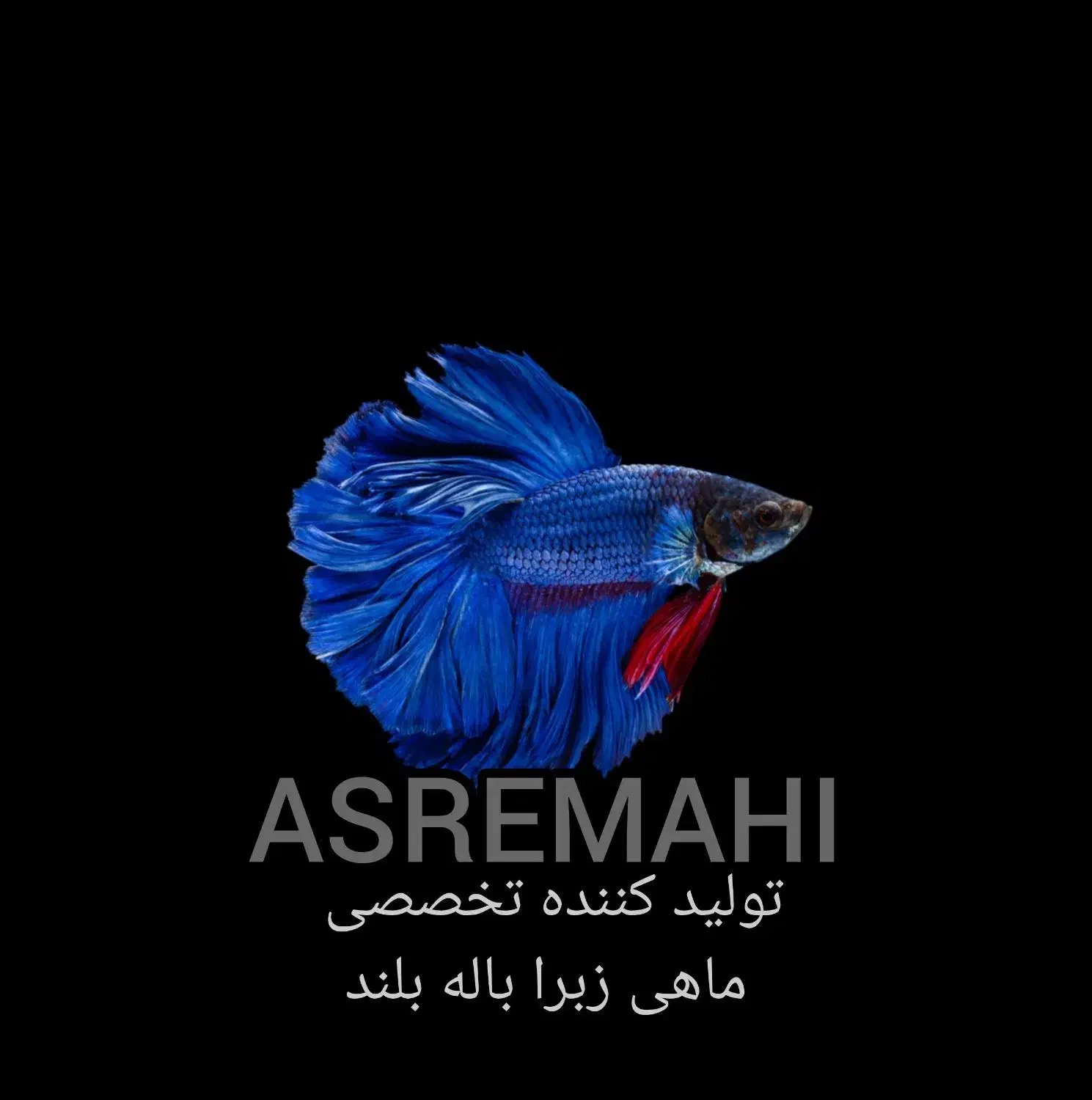 ماهی زبرا|ماهی|مشهد, کلاته برفی|دیوار