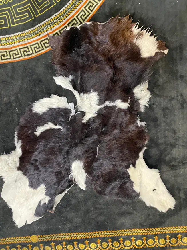 پوست گاو|پادری|تهران, پونک|دیوار