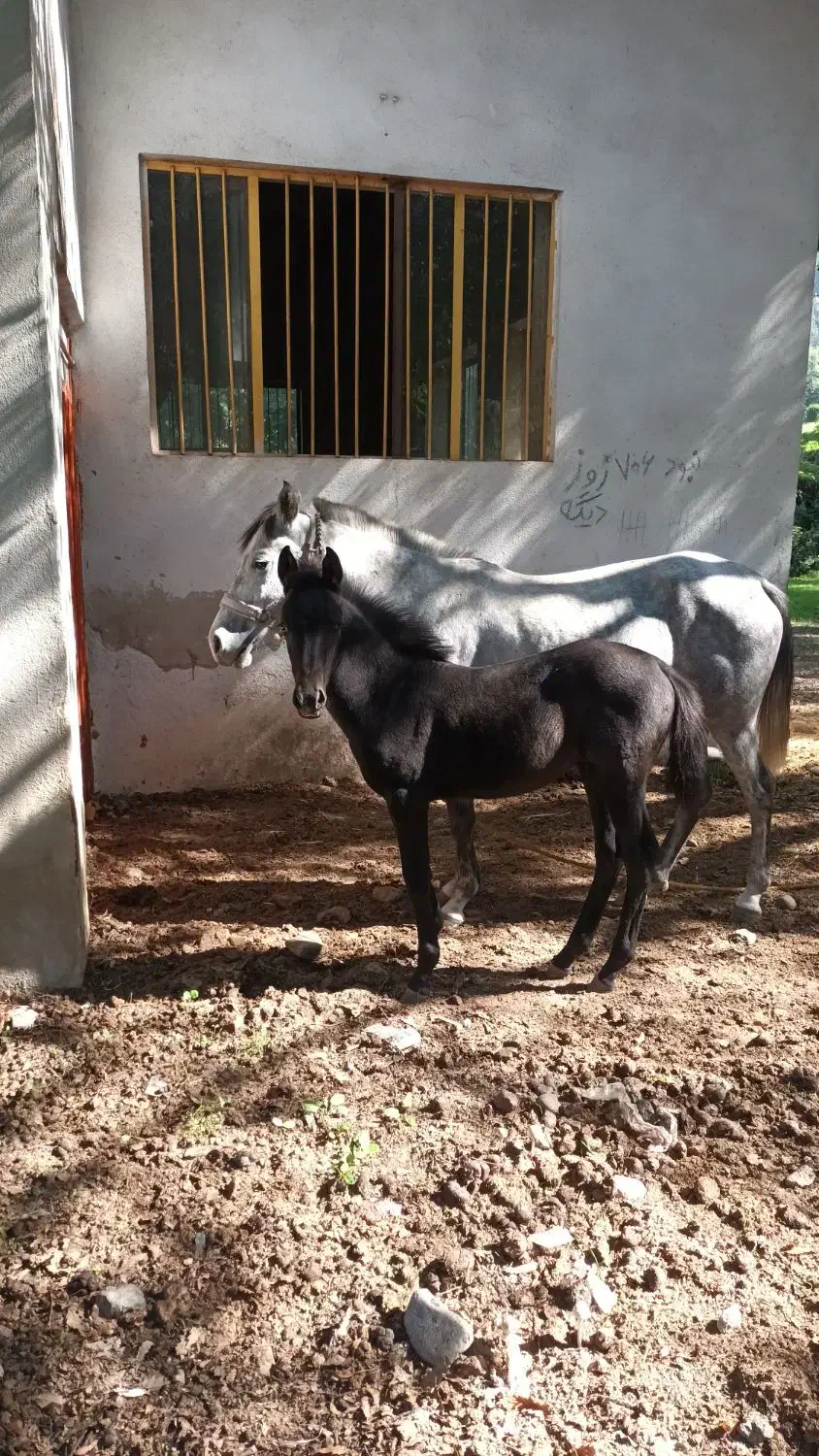 کره اسب خوشگل و آرام|اسب و تجهیزات اسبسواری|گنبد کاووس, |دیوار