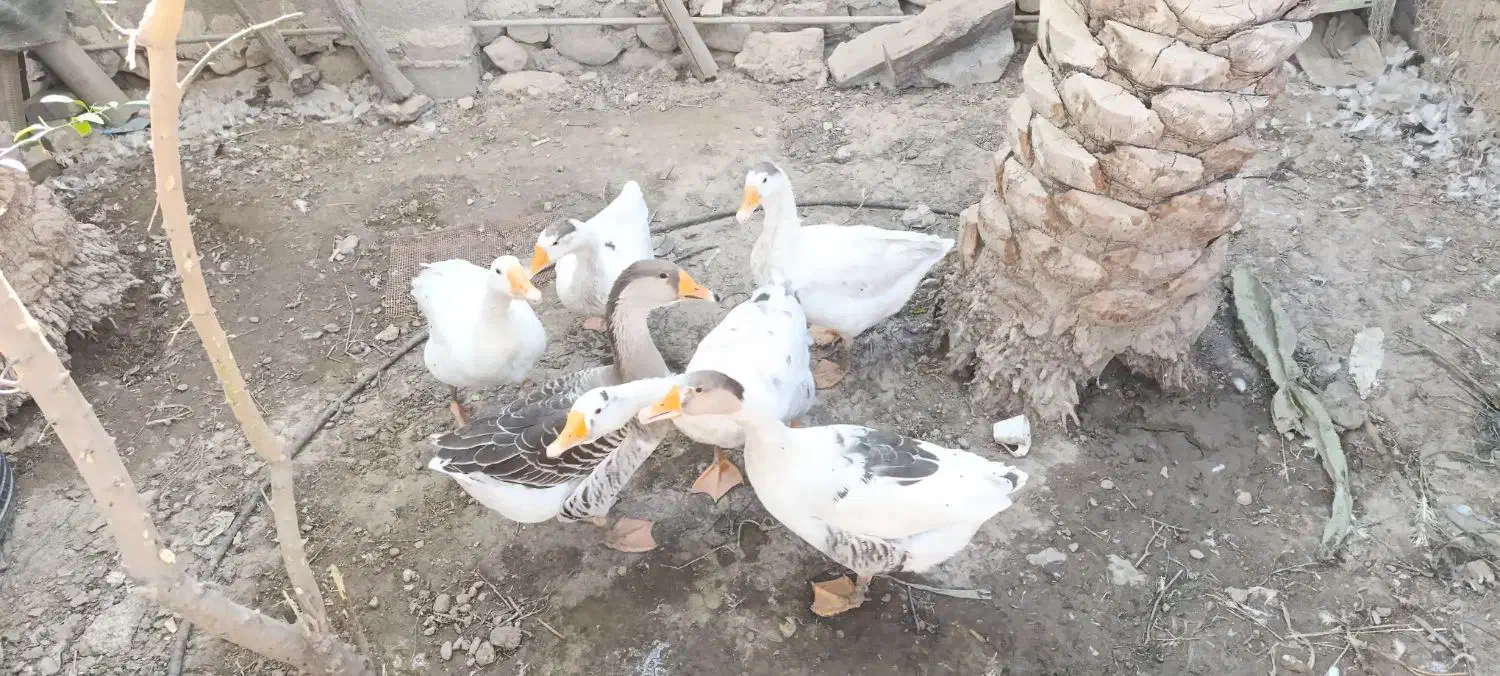 غاز|حیوانات مزرعه|خورموج, |دیوار