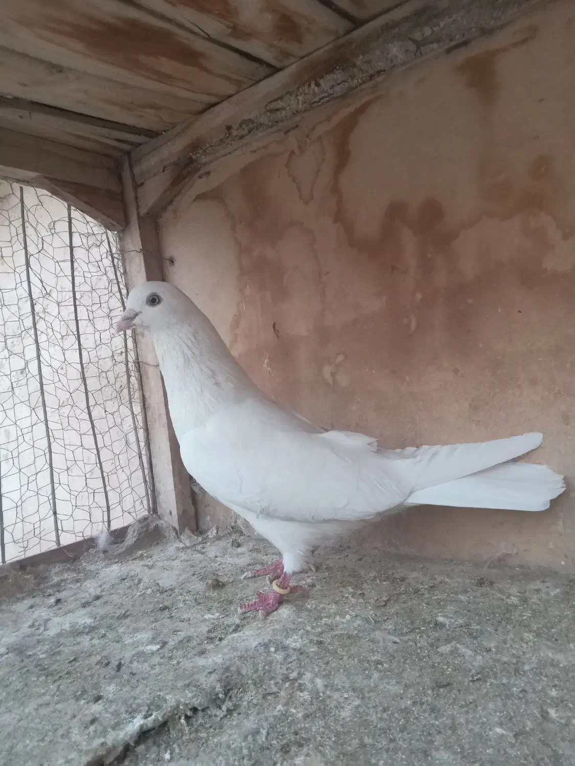 کفتر سفید|پرنده|قم, ولیعصر|دیوار