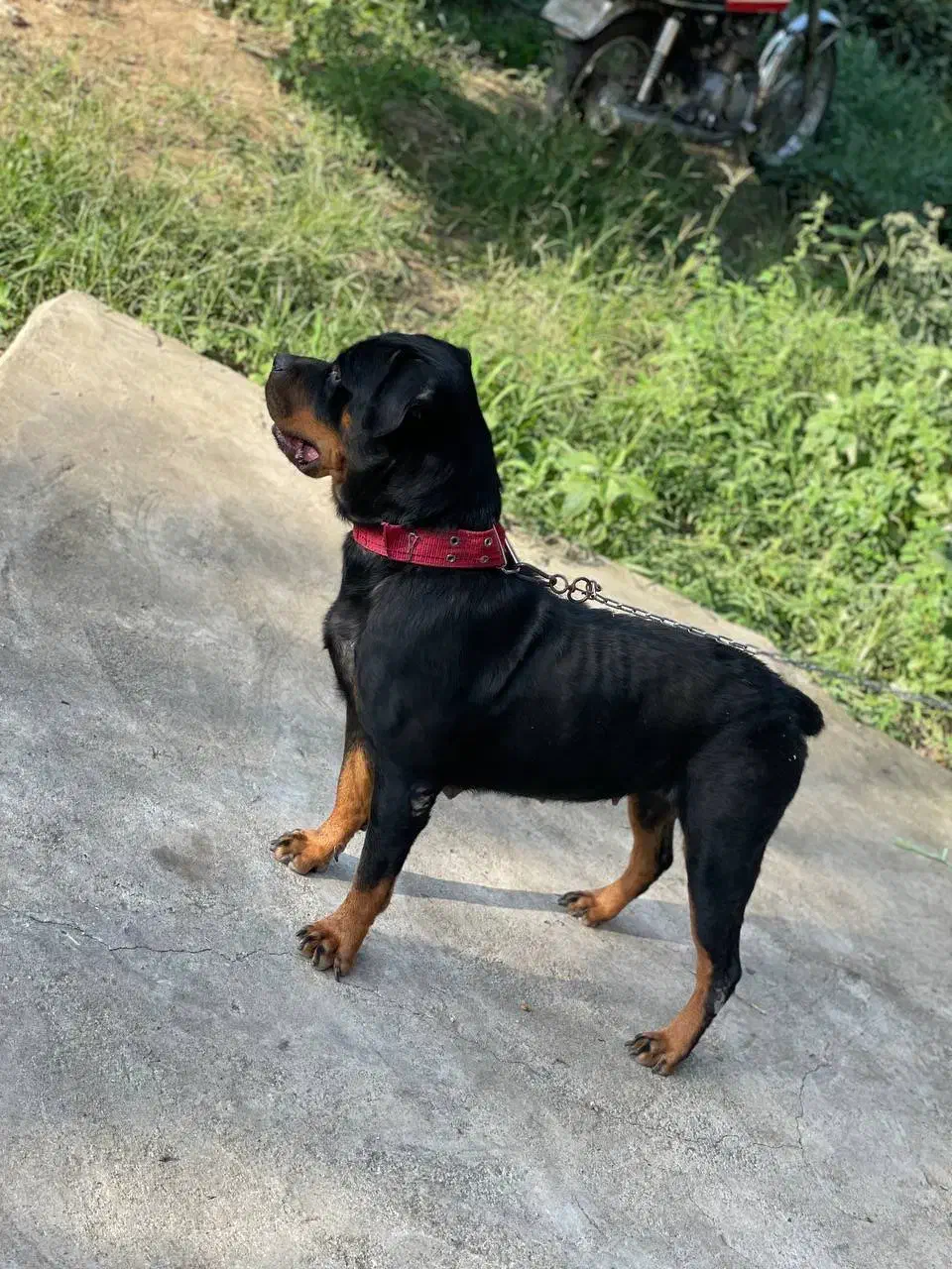 سگ روتوایلر|سگ|رحیمآباد, |دیوار