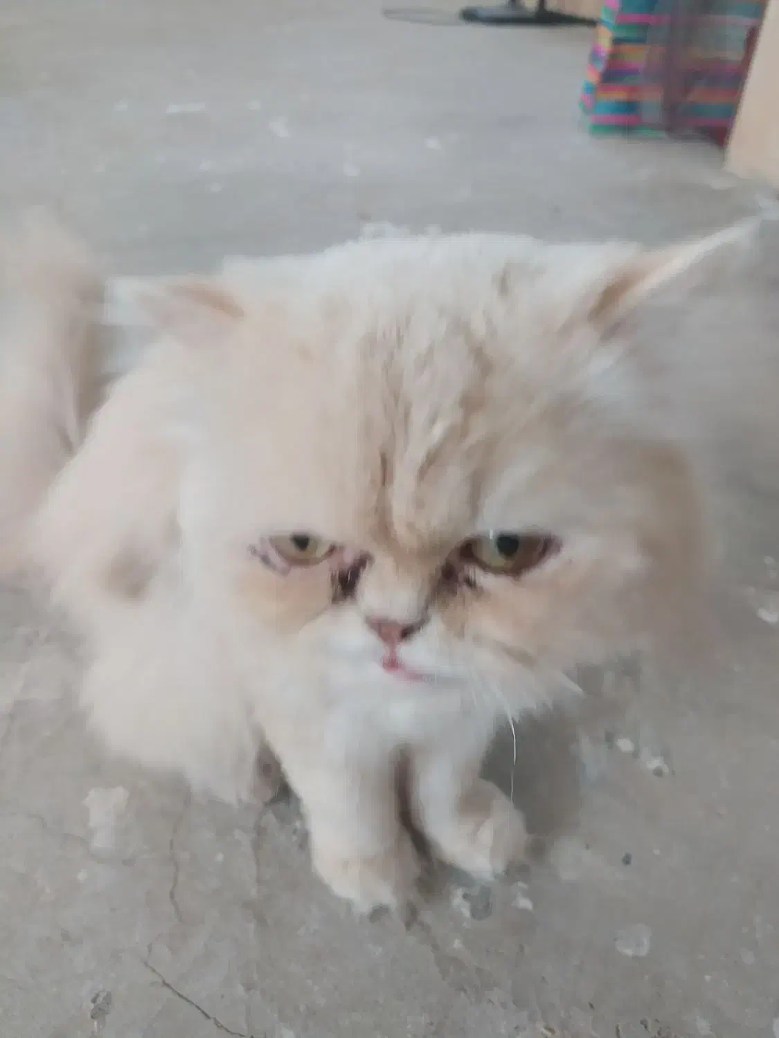 گربه پرشین|گربه|تربتحیدریه, آسایش|دیوار