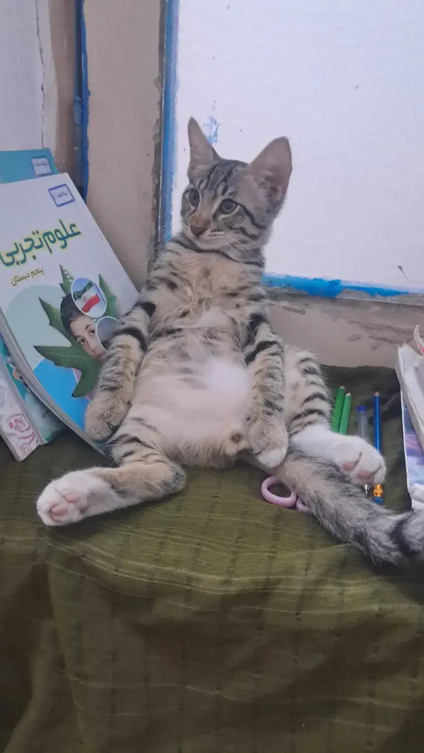 گربه گمشده|حیوانات|چالوس, |دیوار