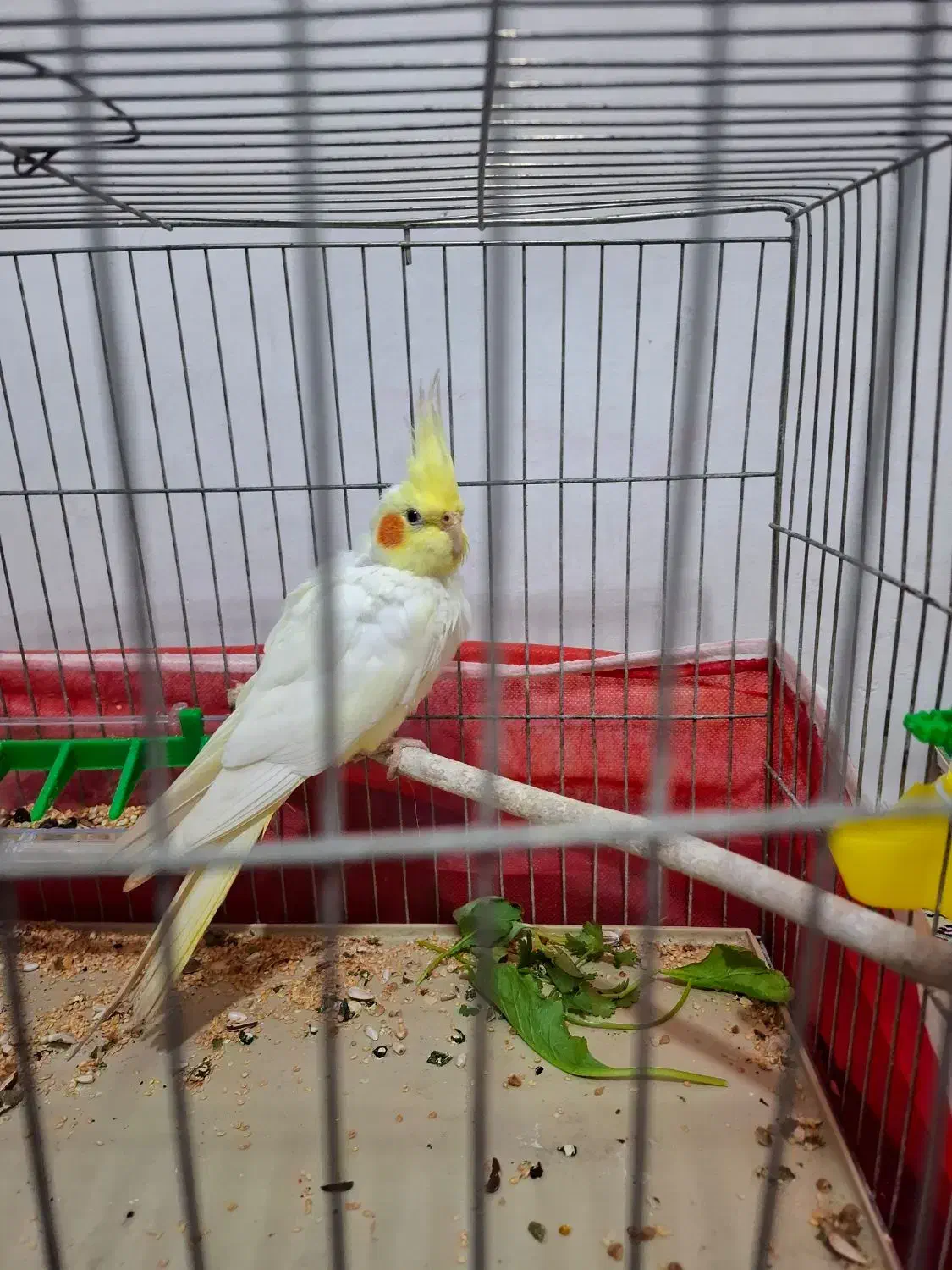 عروس هلندی|پرنده|لوندویل, |دیوار