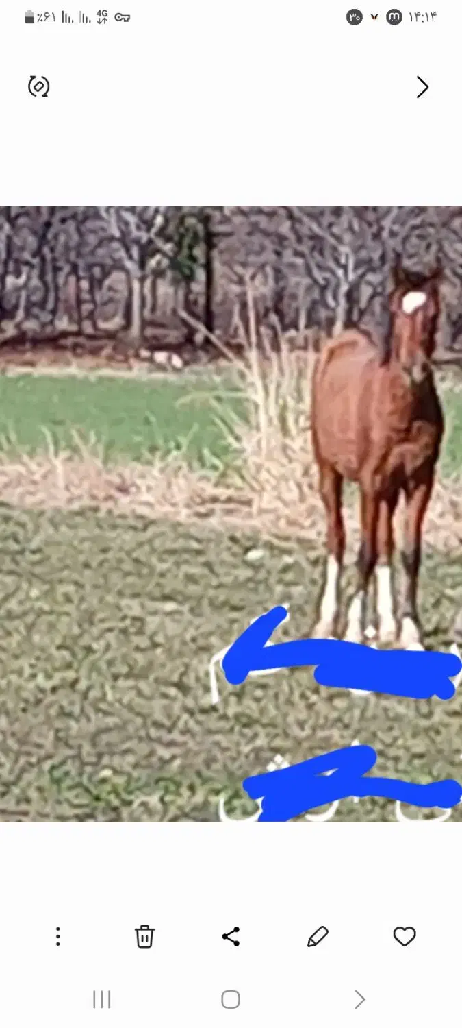 گمشده|اسب و تجهیزات اسب‌سواری|الشتر, |دیوار