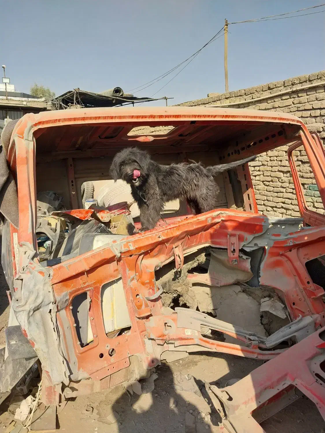 واگذاری سگ|سگ|برخوار, |دیوار