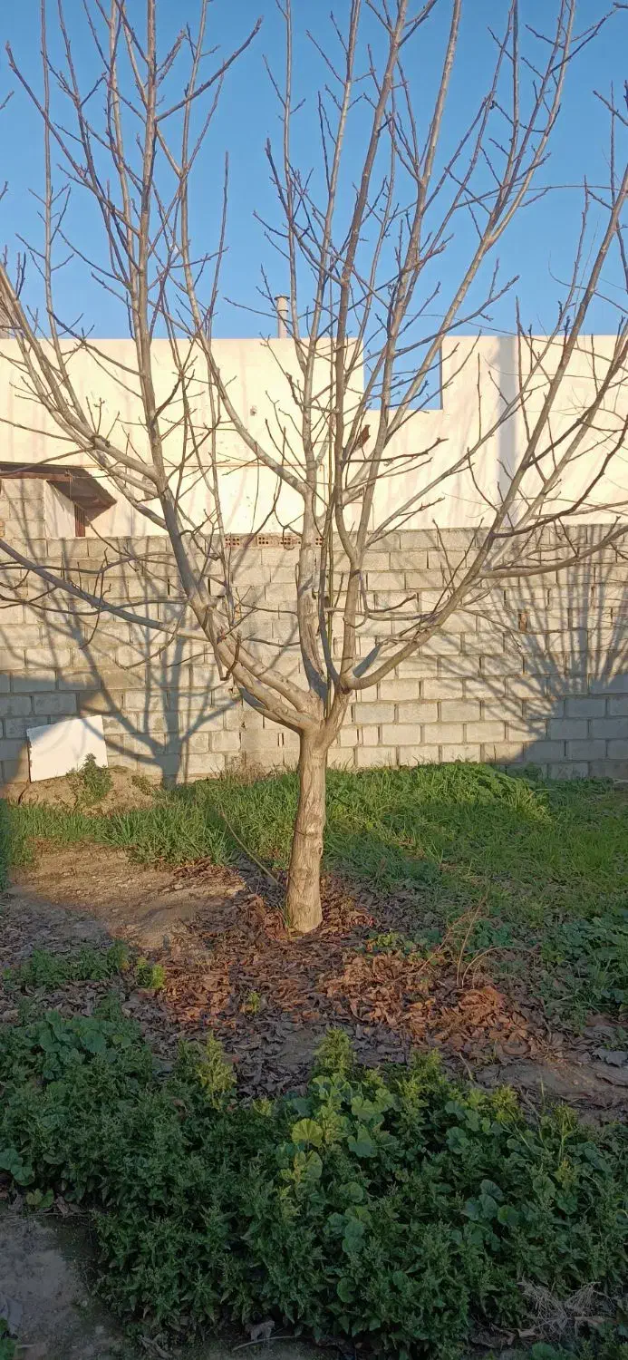 فروش ۴ اصله درخت|خدمات باغبانی و درختکاری|گنبد کاووس, |دیوار