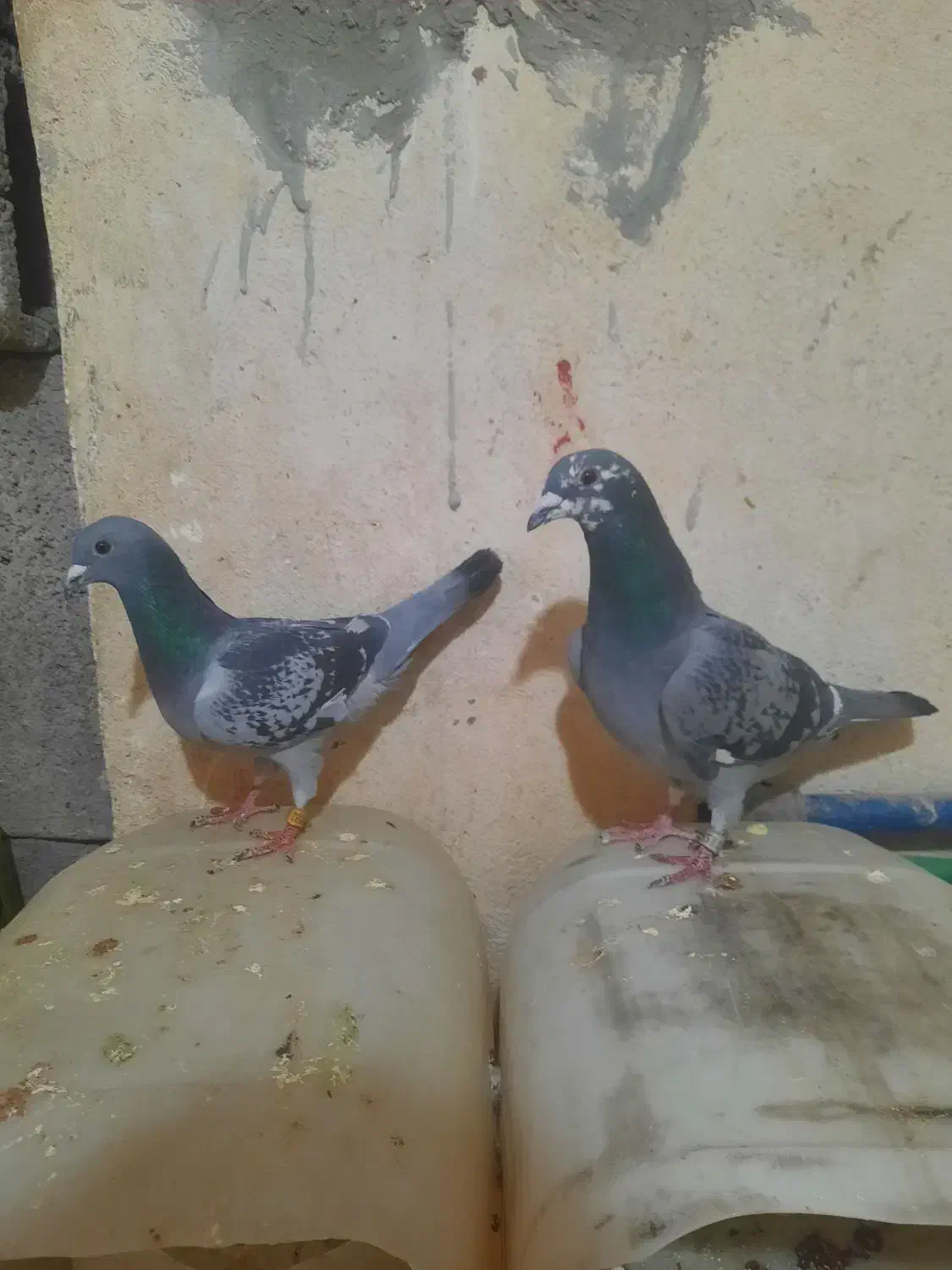 یک جفت مگس|پرنده|زاهدان, |دیوار