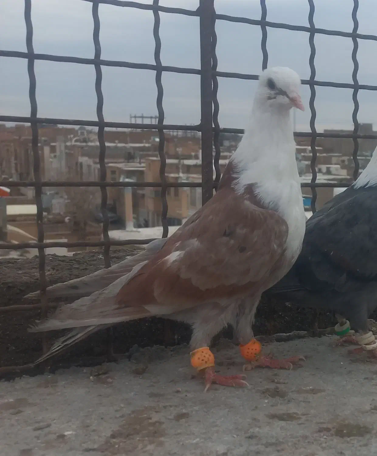 کله سفید|پرنده|سبزوار, جوادیه شرقی|دیوار