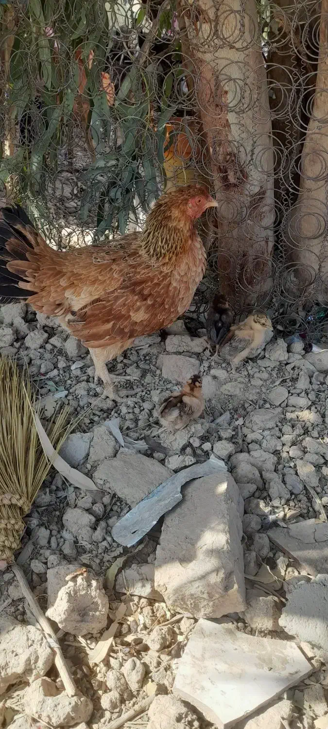 مرغباجوجه|حیوانات مزرعه|زهک, |دیوار