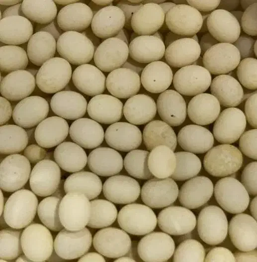 جوجه حلزون|خزنده|اهواز, زیتون کارمندی|دیوار