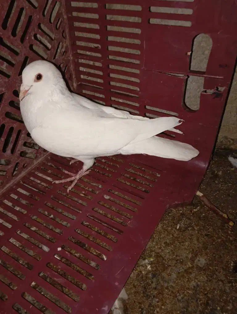 پرنده|پرنده|فسارود, |دیوار