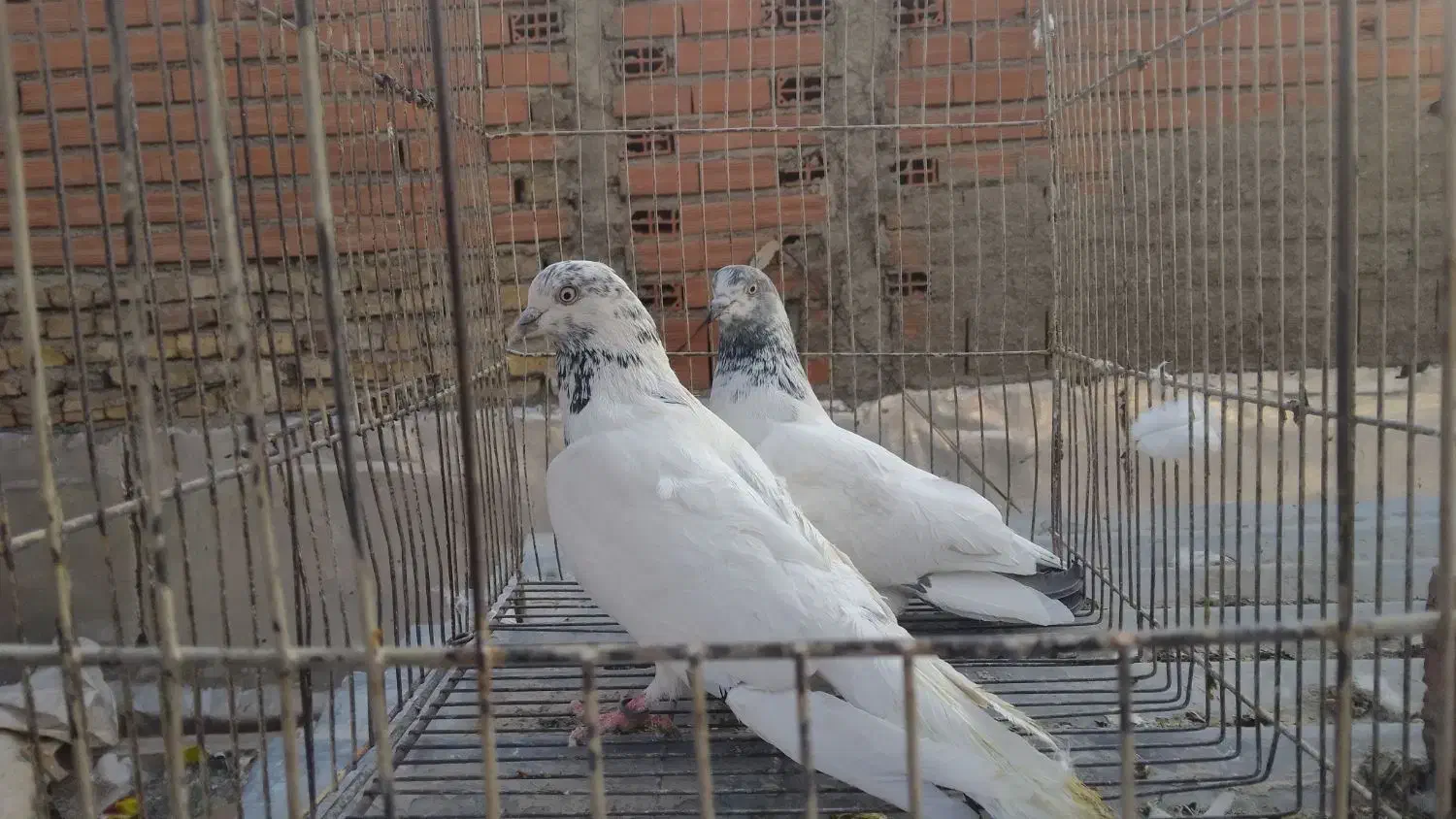 تعدادی کبوتر تهرانی یجا|پرنده|بومهن, |دیوار