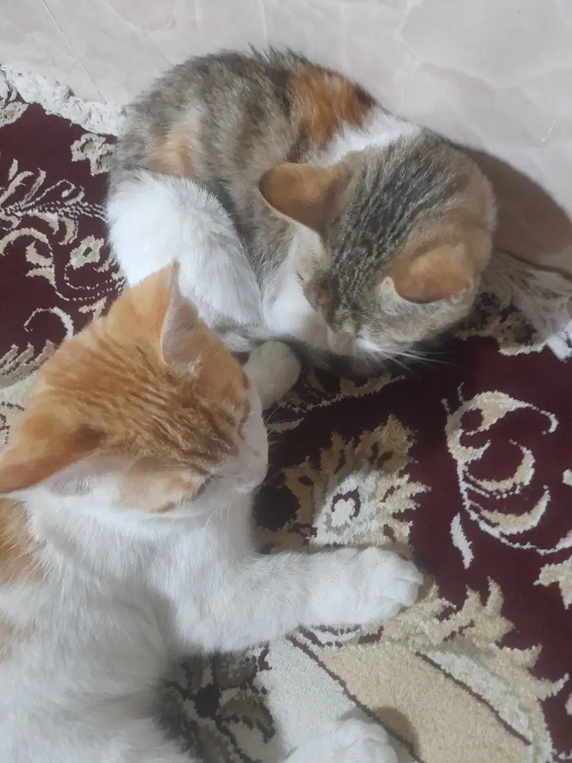 واگذاری گربه رایگان|گربه|زاهدان, |دیوار