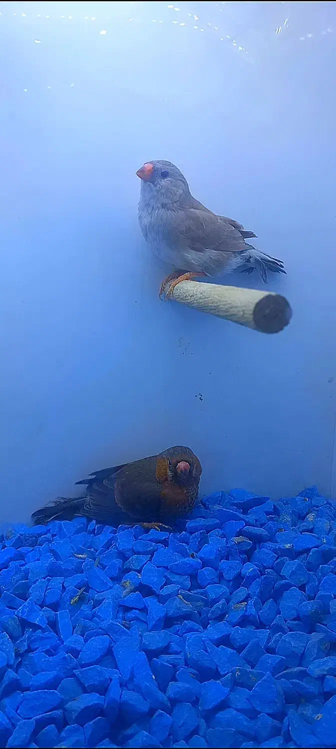 فنچ زبرا هاف اورنج خالص ۹ عدد|پرنده|پاکدشت, خاتون آباد|دیوار