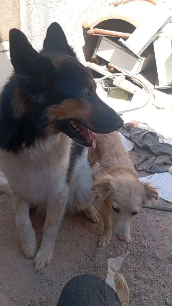 دیروز در محدوده رباط کریم گم شده|حیوانات|تهران, یافت آباد شمالی|دیوار