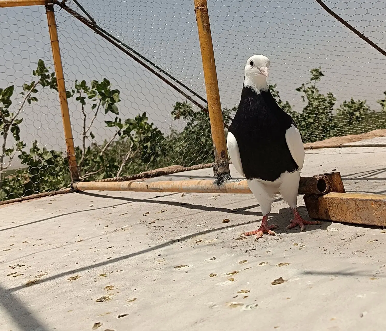 کفتر|پرنده|رفسنجان, |دیوار