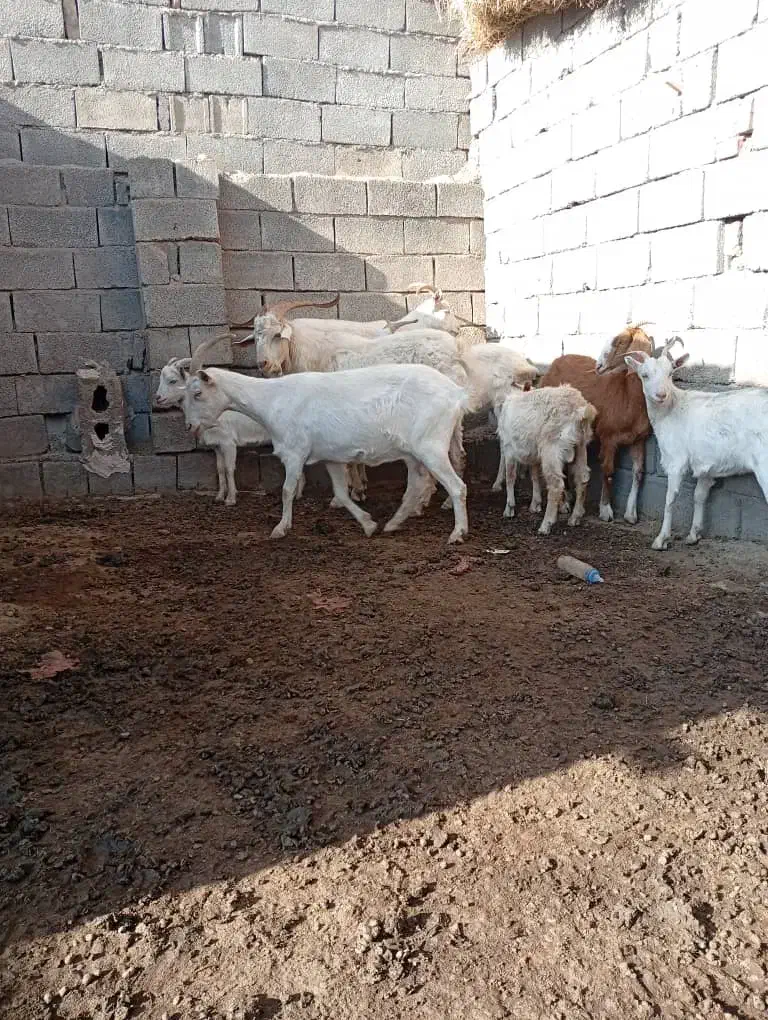 فروش بز سانن|حیوانات مزرعه|خوی, |دیوار