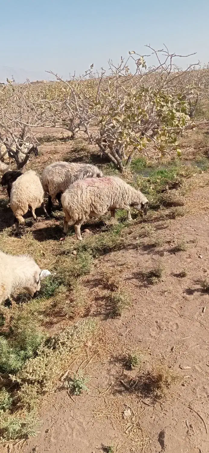 میش  ابستن|حیوانات مزرعه|زرند, |دیوار