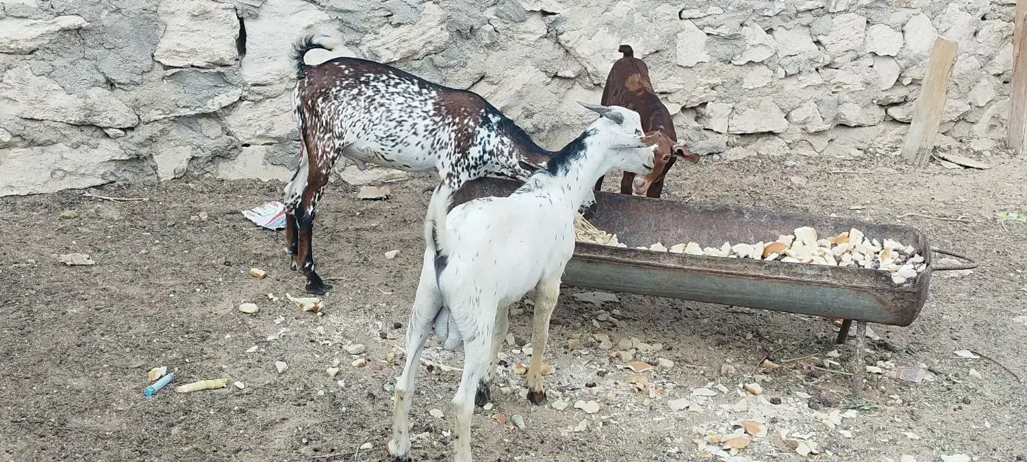 کهره نزار|حیوانات مزرعه|قشم, |دیوار