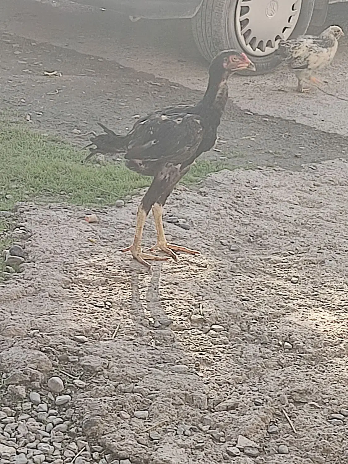 جوجه لاری مرغ و خروس ۳ ماهه|حیوانات مزرعه|خان ببین, |دیوار