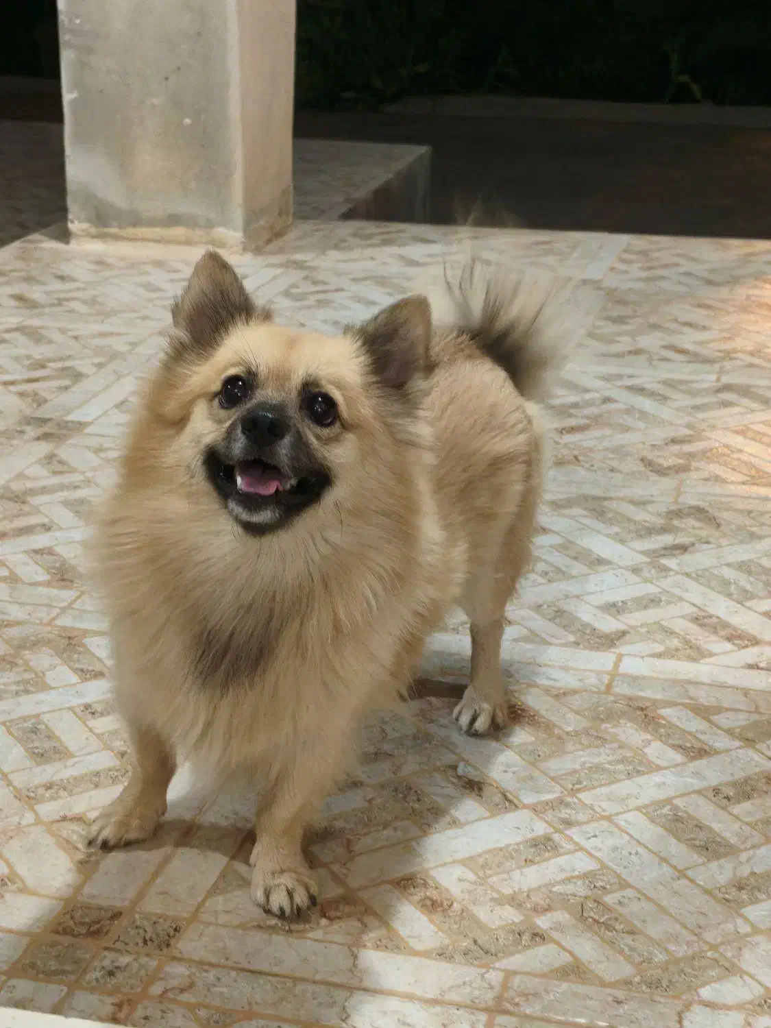 سگ گم شده|حیوانات|وحدتیه, |دیوار