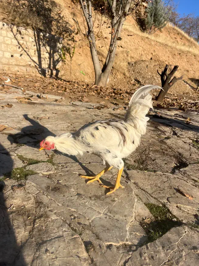 مرغ و خروس برهما و گلین و لهستانی|حیوانات مزرعه|مریوان, |دیوار